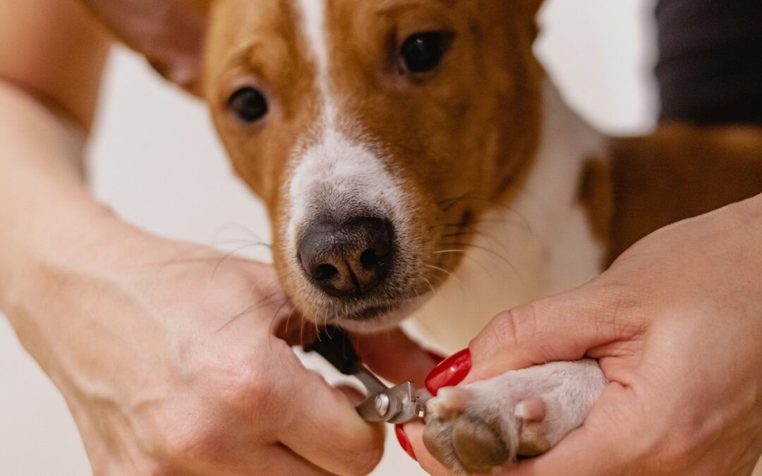 Todo lo que necesita saber sobre el cuidado de animales de compañía