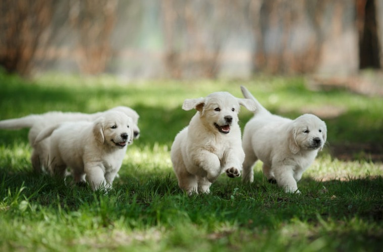 Socialización adecuada para mascotas jóvenes