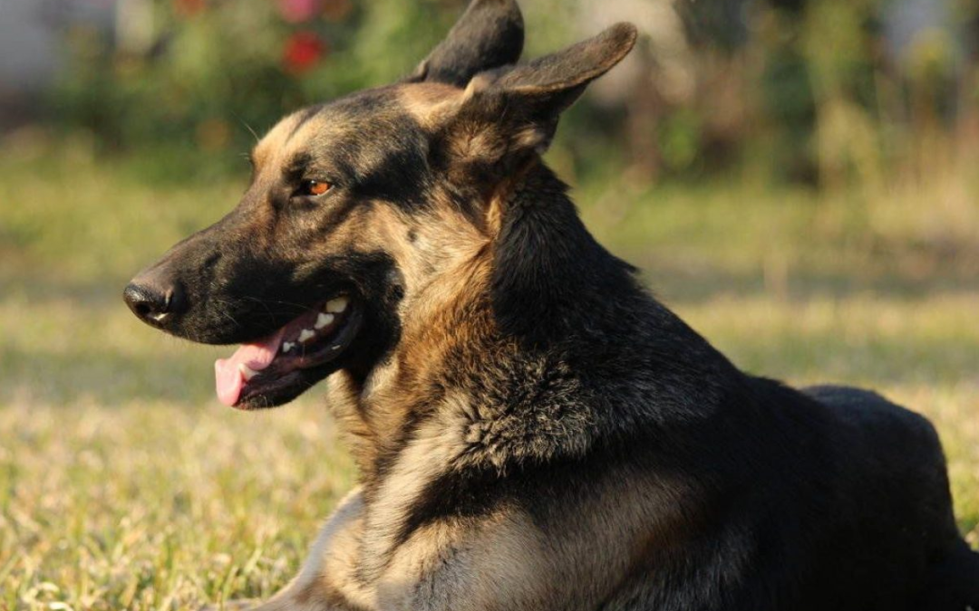 Perros detectores: héroes caninos que salvan vidas